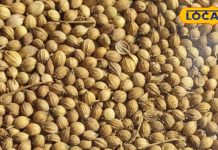 रसोई का राजा है यह मसाला, सब्जी की खुशबू को कर देता है दोगुना, आयुर्वेदिक में भी हैं बड़े फायदे