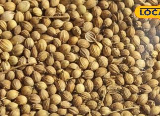 रसोई का राजा है यह मसाला, सब्जी की खुशबू को कर देता है दोगुना, आयुर्वेदिक में भी हैं बड़े फायदे