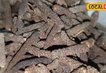 benefits of lady peepal for digestion teeth pain relief ayurvedic medicine sa