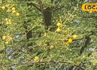 इस पीले फूल में छिपे हैं रहस्यमयी गुण! फल, पत्ती, छाल…सभी दवाइयों का खजाना