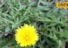benefits of dandelion medicinal plant singhparni for diseases sa