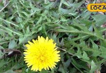 benefits of dandelion medicinal plant singhparni for diseases sa
