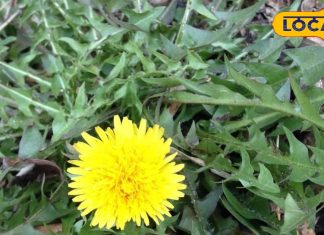 benefits of dandelion medicinal plant singhparni for diseases sa