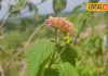 इस जंगली पौधे में छिपा है जादुई गुण, पेट की समस्याओं के लिए है अचुक औषधि