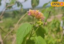 इस जंगली पौधे में छिपा है जादुई गुण, पेट की समस्याओं के लिए है अचुक औषधि