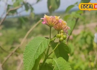 इस जंगली पौधे में छिपा है जादुई गुण, पेट की समस्याओं के लिए है अचुक औषधि