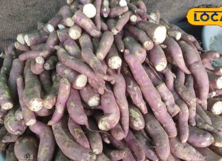 सर्दियों में लाभकारी है ये फल, आंखों और शुगर के लिए भी है फायदेमंद, जानिए इसकी खासियत