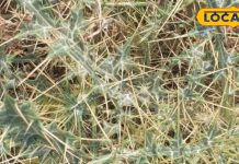 आयुर्वेद में बहुत उपयोगी है यह है कांटों वाला खरपतवार, कुछ ही दिनों में भर देता है पुराने से पुराना घाव