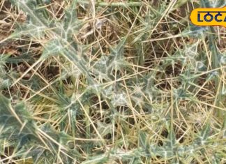 आयुर्वेद में बहुत उपयोगी है यह है कांटों वाला खरपतवार, कुछ ही दिनों में भर देता है पुराने से पुराना घाव