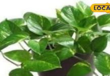 Vastu Tips: घर में मनी प्लांट लगाने का जानें सही तरीका, वास्तु का ये नियम बना सकता है धनवान