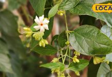 जमा कफ निकलेगा बाहर, जोड़ों का दर्द होगा छूमंतर, पेन किलर से भी तगड़ा है… इन हरी पत्तियों का काढ़ा!