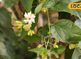 जमा कफ निकलेगा बाहर, जोड़ों का दर्द होगा छूमंतर, पेन किलर से भी तगड़ा है… इन हरी पत्तियों का काढ़ा!