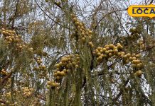 गुणों का खजाना है आंवला, विटामिन-C का है पावर हाउस, बालों को झड़ने से रोके…