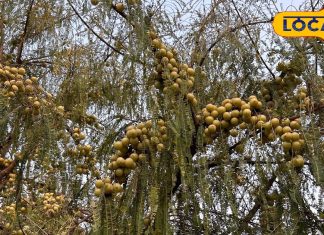 गुणों का खजाना है आंवला, विटामिन-C का है पावर हाउस, बालों को झड़ने से रोके…