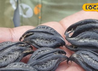 बिच्छू की तरह ढंक मारती है ये जड़ी-बूटी! शरीर के अंदर जमी गंदगी को निकालती है बाहर, एलर्जी में भी कारगर