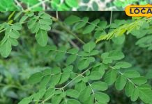 बेहद चमत्कारी है यह पौधा, कूट-कूटकर भरे हैं औषधीय गुण, गठिया-बीपी से लेकर सूजन तक के लिए रामबाण