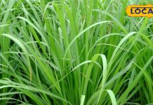 बंजर जमीन पर इस पौधे को फेंक दें, सालाना 2 लाख की होगी कमाई, जानें फायदे