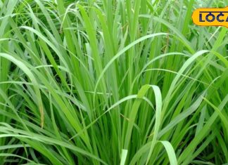 बंजर जमीन पर इस पौधे को फेंक दें, सालाना 2 लाख की होगी कमाई, जानें फायदे