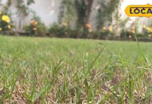 बेहद शक्तिशाली औषधि है यह साधारण सी घास, डायबिटीज-एनीमिया समेत कई बीमारियों की है काल, जानें उपयोग