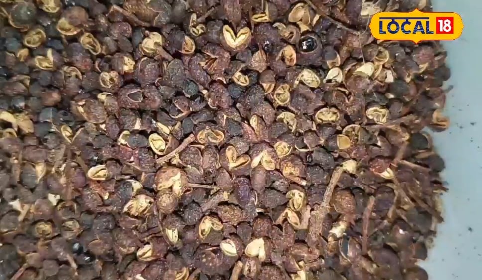 बहुत करामाती करती है ये जादुई औषधि…शरीर की थकान-दर्द कर देगी दूर, पाचन शक्ति में भी आएगा सुधार!