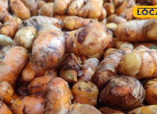 सिर्फ सर्दियों में खाई जाती है यह सब्जी, इम्यून सिस्टम को करे बूस्ट और कैंसर से लड़ने में कारगर