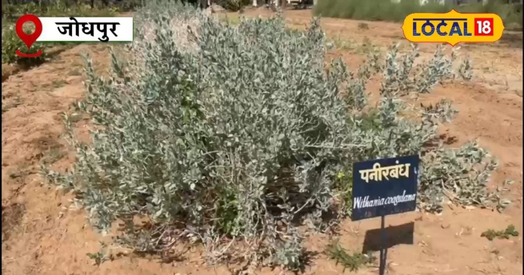 इस झाड़ी वाले पौधे के फूलों से बनता है पनीर, ब्लड शुगर को करे कंट्रोल और सर्दी-जुकाम में लाभकारी