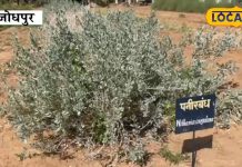 इस झाड़ी वाले पौधे के फूलों से बनता है पनीर, ब्लड शुगर को करे कंट्रोल और सर्दी-जुकाम में लाभकारी