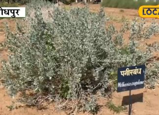 इस झाड़ी वाले पौधे के फूलों से बनता है पनीर, ब्लड शुगर को करे कंट्रोल और सर्दी-जुकाम में लाभकारी