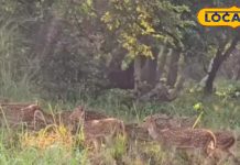 आज से जंगल सफारी शुरू, बंगाल टाइगर और एक सींग गैंडा भी देख सकेंगे पर्यटक – Bharat.one हिंदी