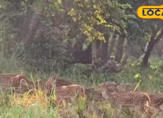 आज से जंगल सफारी शुरू, बंगाल टाइगर और एक सींग गैंडा भी देख सकेंगे पर्यटक – Bharat.one हिंदी