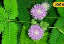 छोटा सा ये पौधा है औषधीय गुणों की खान…डायबिटीज के लिए रामबाण, ऐसे करें इस्तेमाल