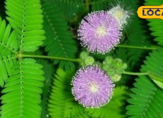 छोटा सा ये पौधा है औषधीय गुणों की खान…डायबिटीज के लिए रामबाण, ऐसे करें इस्तेमाल