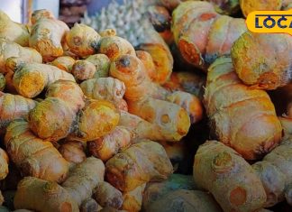 सर्दियां शुरू होते ही सिर्फ दो से तीन महीने मिलती है यह सब्जी, जानें फायदे