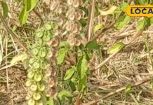 Chirchira plant is full of medicinal properties reducing inflammation keeping teeth strong religious importance