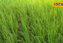 डेढ़ माह में तैयार हो जाती है यह फसल, कोलेस्ट्रॉल को करता है कंट्रोल! आंखों की रोशनी बढ़ाने में भी कारगर