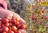 सिर्फ सर्दियों में मिलता है ये जंगली फल, बाजार में आते ही टूट पड़ते हैं लोग, कई बीमारियों को जड़ से कर देता है समाप्त