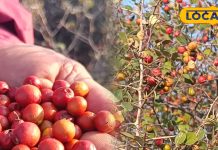 सिर्फ सर्दियों में मिलता है ये जंगली फल, बाजार में आते ही टूट पड़ते हैं लोग, कई बीमारियों को जड़ से कर देता है समाप्त