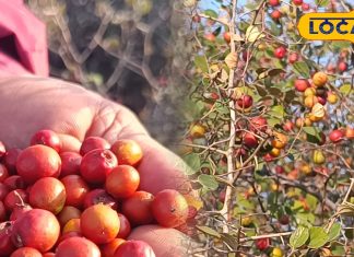 सिर्फ सर्दियों में मिलता है ये जंगली फल, बाजार में आते ही टूट पड़ते हैं लोग, कई बीमारियों को जड़ से कर देता है समाप्त