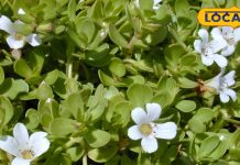 दुनिया का सबसे ताकतवर ब्रेन टॉनिक है ये पौधा! याददाश्त कर देगा 100 गुना बेहतर, ऐसे करें सेवन