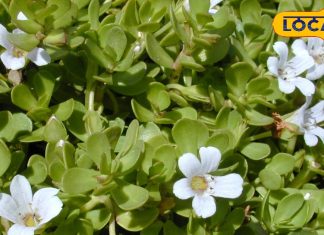 दुनिया का सबसे ताकतवर ब्रेन टॉनिक है ये पौधा! याददाश्त कर देगा 100 गुना बेहतर, ऐसे करें सेवन