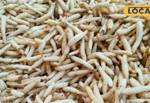 कमजोर शरीर के लिए ताकत का भंडार है ये औषधि, सर्दियों में सेवन से मजबूत रहेगी इम्यूनिटी, जानें और फायदे