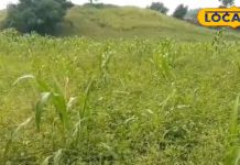 सेहत के लिए फायदेमंद श्री अन्न का सेवन, जानिए इसे खाने के फायदे