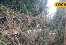 बिच्छू जैसे डंक मारता है ये पौधा.. पत्तियां औषधि का खजाना, जोड़ों का दर्द, अस्थमा के लिए काल