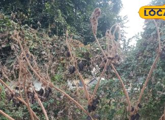 बिच्छू जैसे डंक मारता है ये पौधा.. पत्तियां औषधि का खजाना, जोड़ों का दर्द, अस्थमा के लिए काल