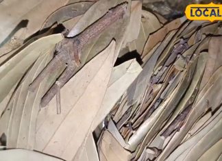 सेहत के लिए वरदान हैं ये चमत्कारी पत्ते, उल्टी-दस्त से तुरंत दिलाते हैं राहत, पाचन तंत्र हो जाएगा मजबूत!