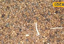 दिल को बलवान बना देगी ये औषधि…हड्डियों के लिए भी वरदान, कैल्शियम की कभी नहीं होगी कमी!