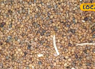 दिल को बलवान बना देगी ये औषधि…हड्डियों के लिए भी वरदान, कैल्शियम की कभी नहीं होगी कमी!