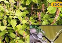 बहुत ही चमत्कारी है ये जंगली घास, मलेरिया बुखार में कारगर, पेशाब की समस्या करे दूर! त्वचा के लिए रामबाण