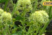 बड़ा ही करामाती है यह पौधा, औषधीय गुणों का है पिटारा, बुखार-निमोनिया से लेकर दमा तक के लिए है रामबाण