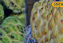 आयुर्वेदिक गुणों का भंडार है ये फल, कंप्यूटर जैसा तेज बनाएगा दिमाग!